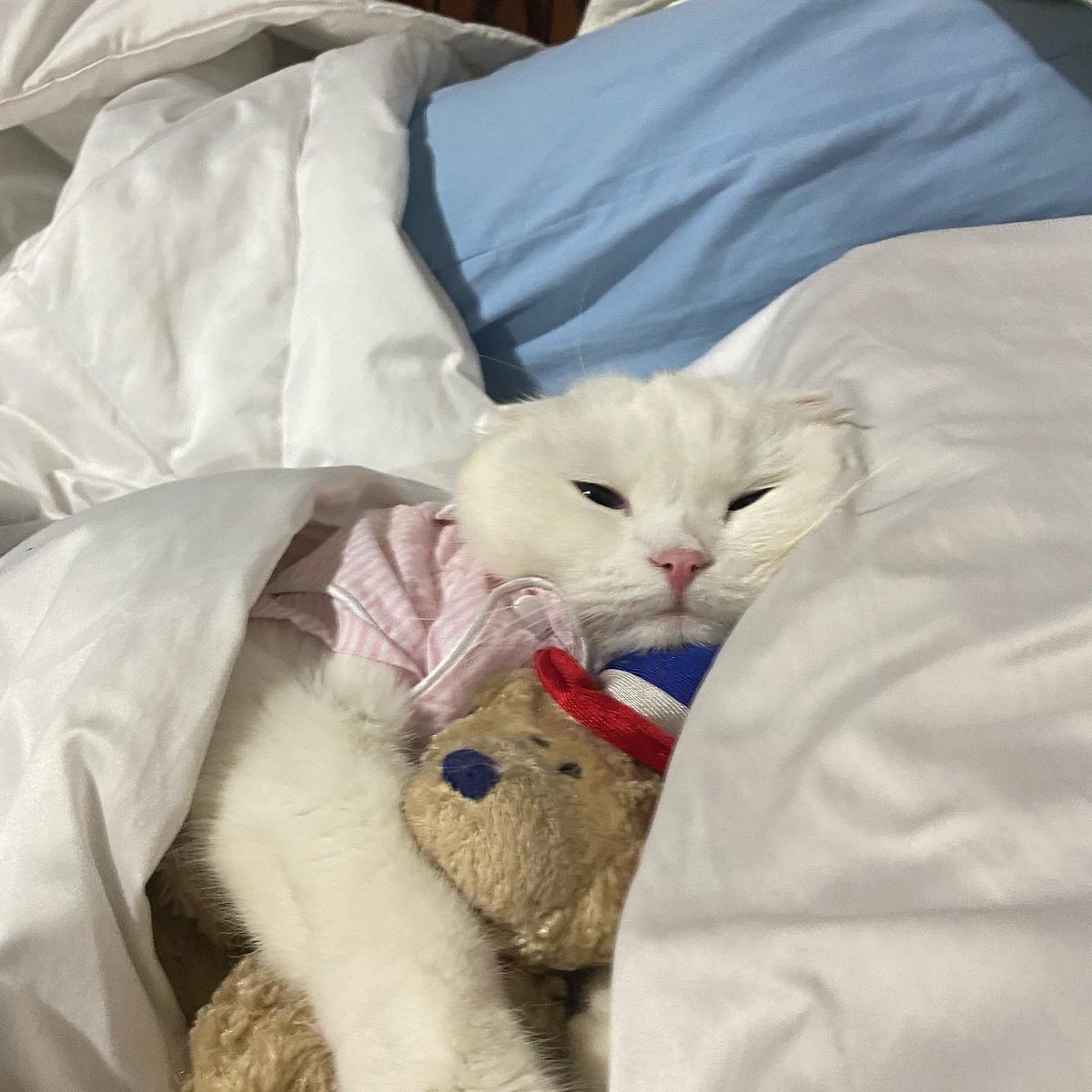 ૮꒰˵• ﻌ •˵꒱ა tweet media