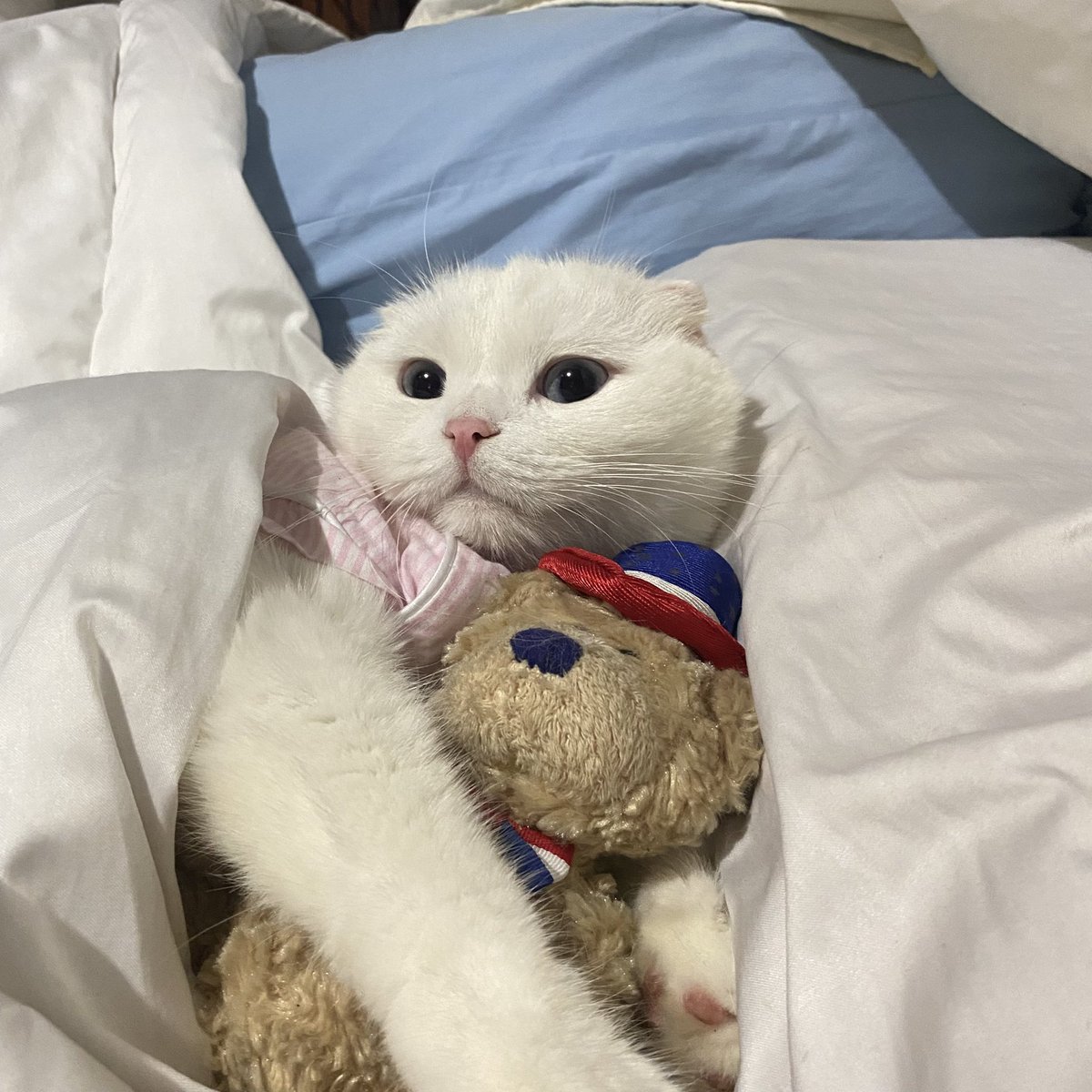 ૮꒰˵• ﻌ •˵꒱ა tweet media
