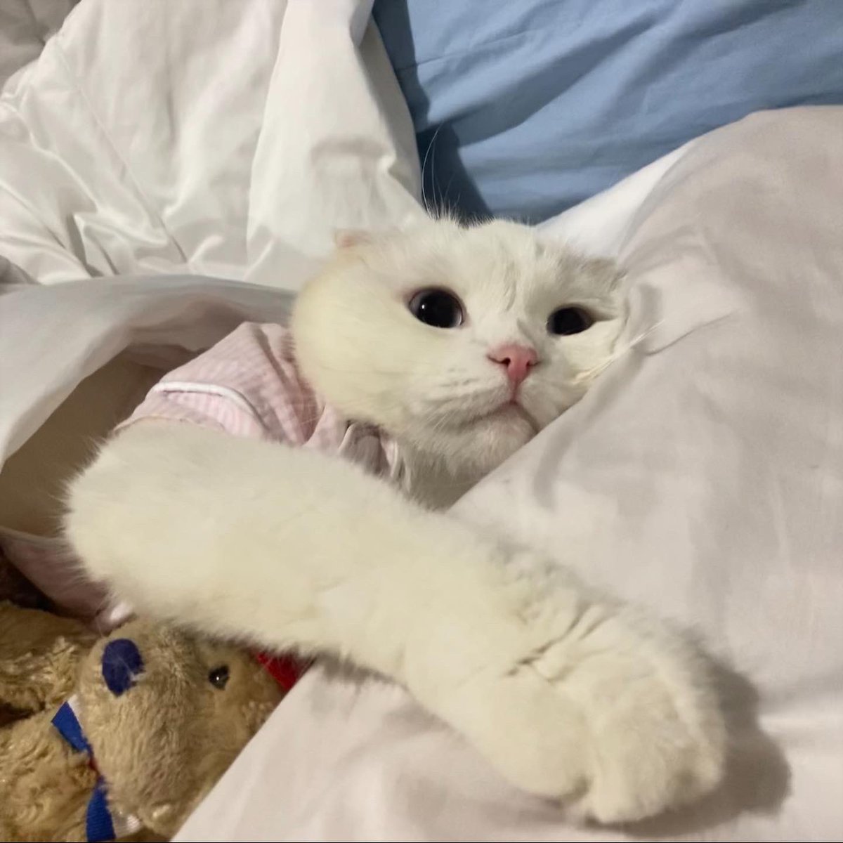 ૮꒰˵• ﻌ •˵꒱ა tweet media