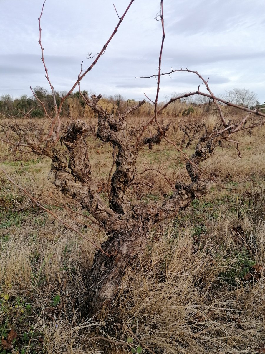 #carignan, 60 ans, une des dernieres parcelles de Montpellier