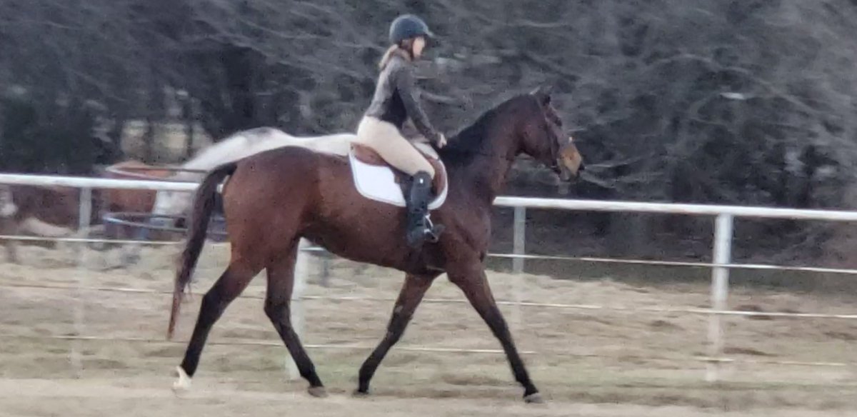 RememberMeOTTB's tweet photo. Stunning... 5yo Mucho Dinero is 17 hands tall and will excel in the #dressage #showring Email remembermerescue@live.com for an application https://t.co/aUeHUx4PGv