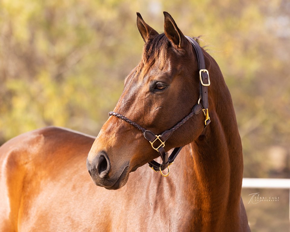 RememberMeOTTB's tweet photo. Stunning... 5yo Mucho Dinero is 17 hands tall and will excel in the #dressage #showring Email remembermerescue@live.com for an application https://t.co/aUeHUx4PGv