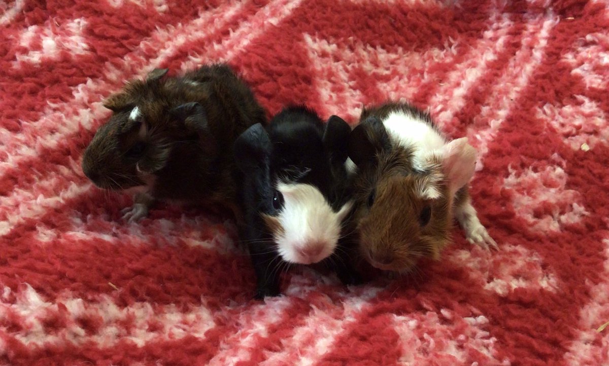 Look who was born at the mousery yesterday; Baby guinea pigs! 

#guineapigs #babyguineapigs #tinyanimals #newfriends