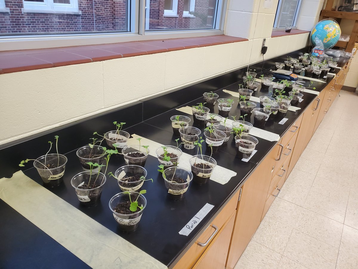 LPS Sustainability (@lps_sustain) on Twitter photo LPS is doing awesome activities for the #GreenSchoolsRecognitionProgram! <a href="/ParkMS_Panthers/">Park Middle School</a> 7th graders each planted their very own seed to observe and learn about photosynthesis. The students also spent time observing life in an aquaponic garden and a worm factory! LPS is doing awesome activities for the #GreenSchoolsRecognitionProgram! <a href="/ParkMS_Panthers/">Park Middle School</a> 7th graders each planted their very own seed to observe and learn about photosynthesis. The students also spent time observing life in an aquaponic garden and a worm factory!