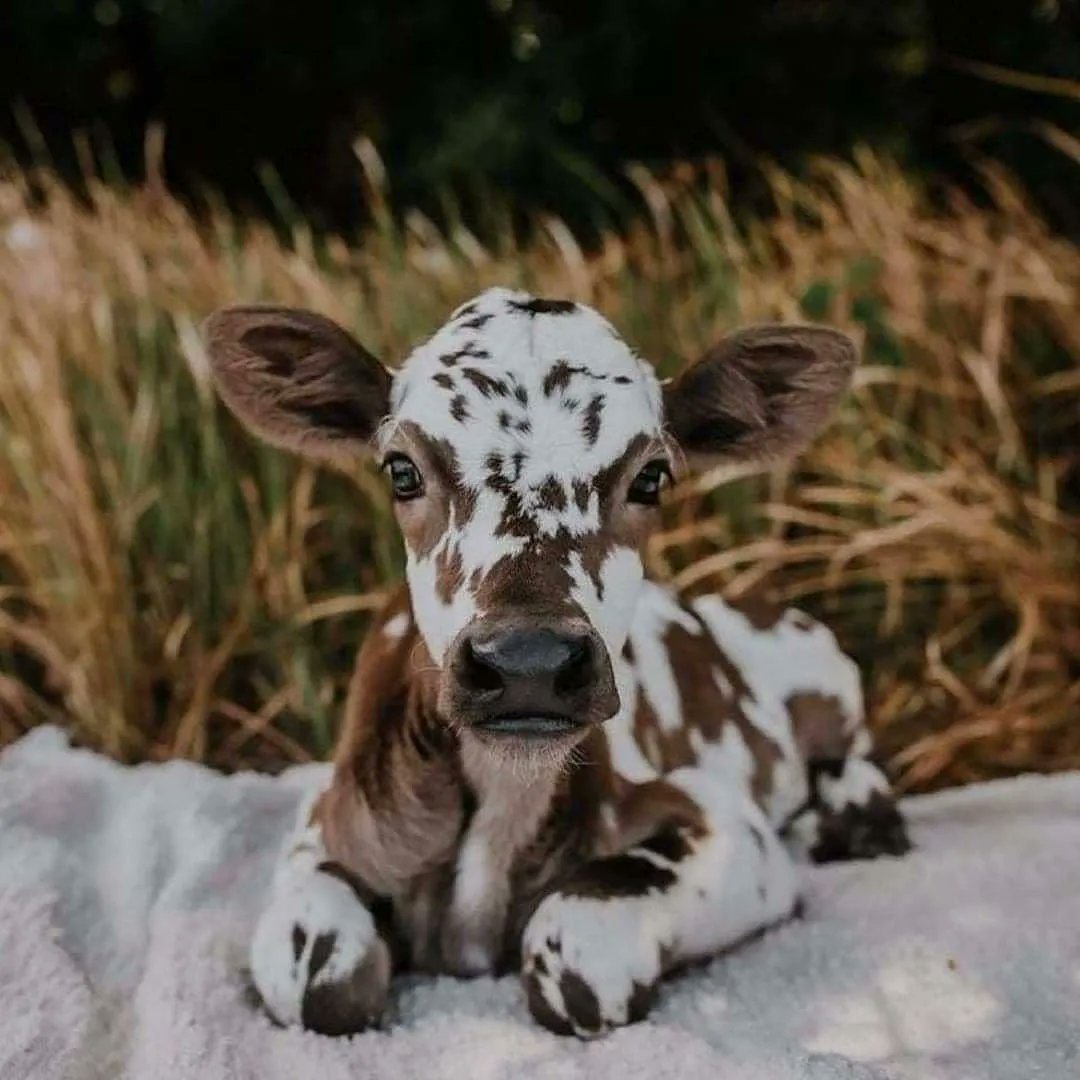 CowVibesOnly's tweet photo. https://t.co/1vDz1b5L1O