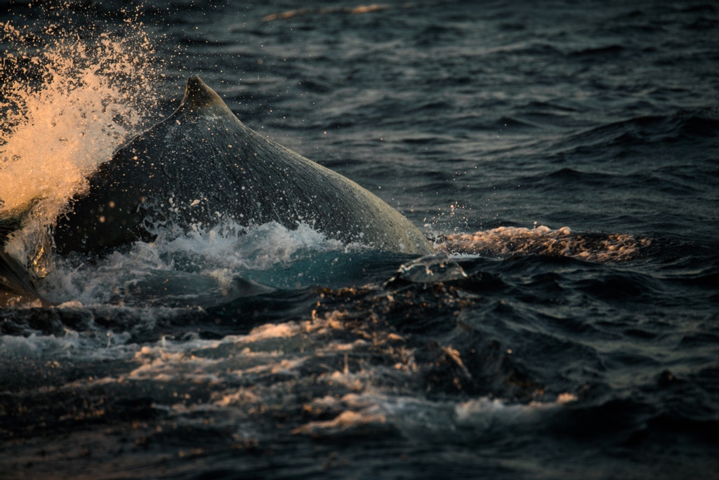 LoveTheOceans's tweet image. 📣 BIG NEWS 📣

The court has ordered Shell to halt Wild Coast seismic blasting!! This is such a great win for our marine mammals 🐳

Thank you everyone who has signed the petitions and shown your support!

📷 @danikhandasilva

#lovetheoceans #seismicblasting #gotohellshell