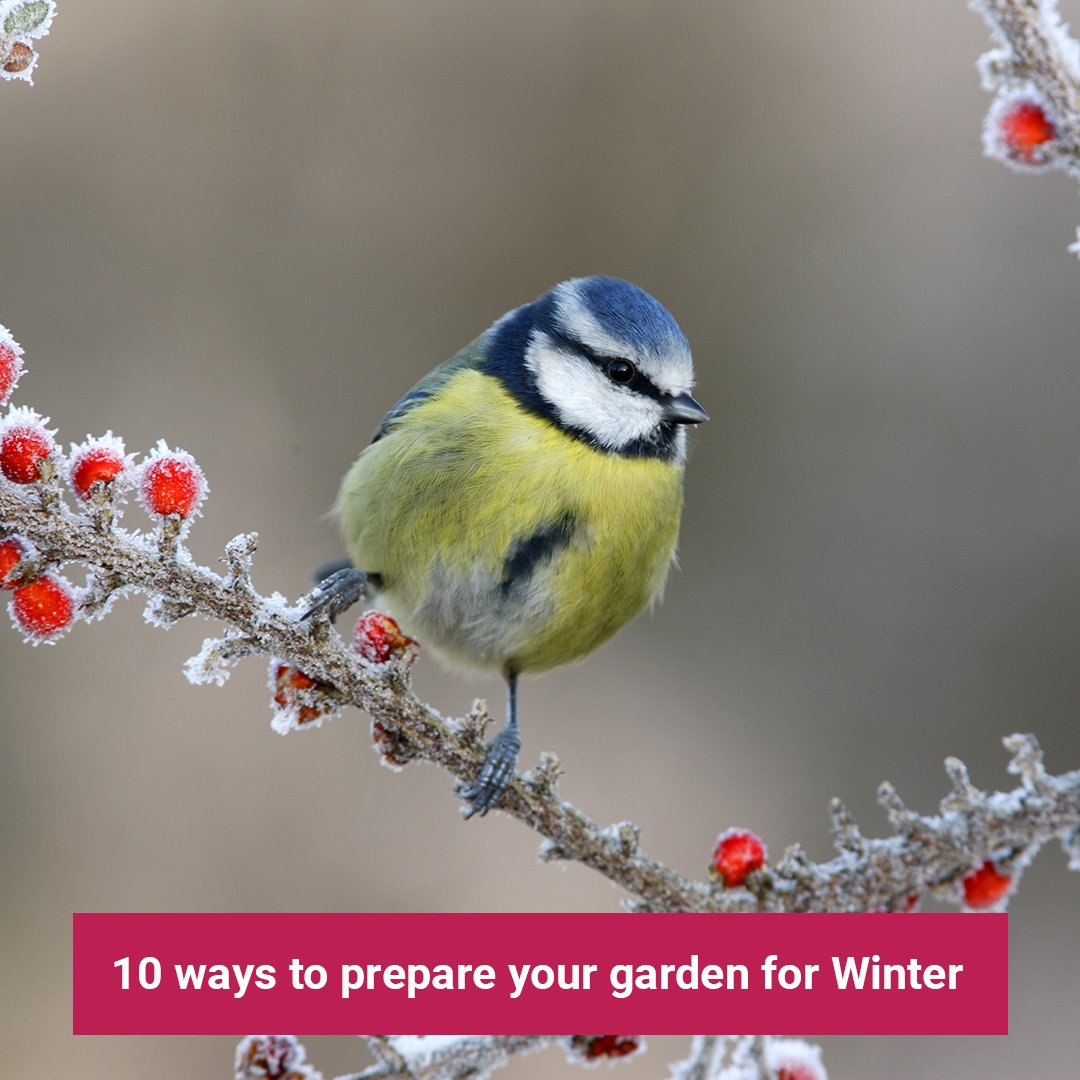 Winter has a reputation for making your garden a redundant place.

But that isn’t true at all, with your garden gaining a whole new look throughout Winter.

Learn more about your Winter garden here:
learn.eartheasy.com/articles/ten-w…

#Winter #Garden