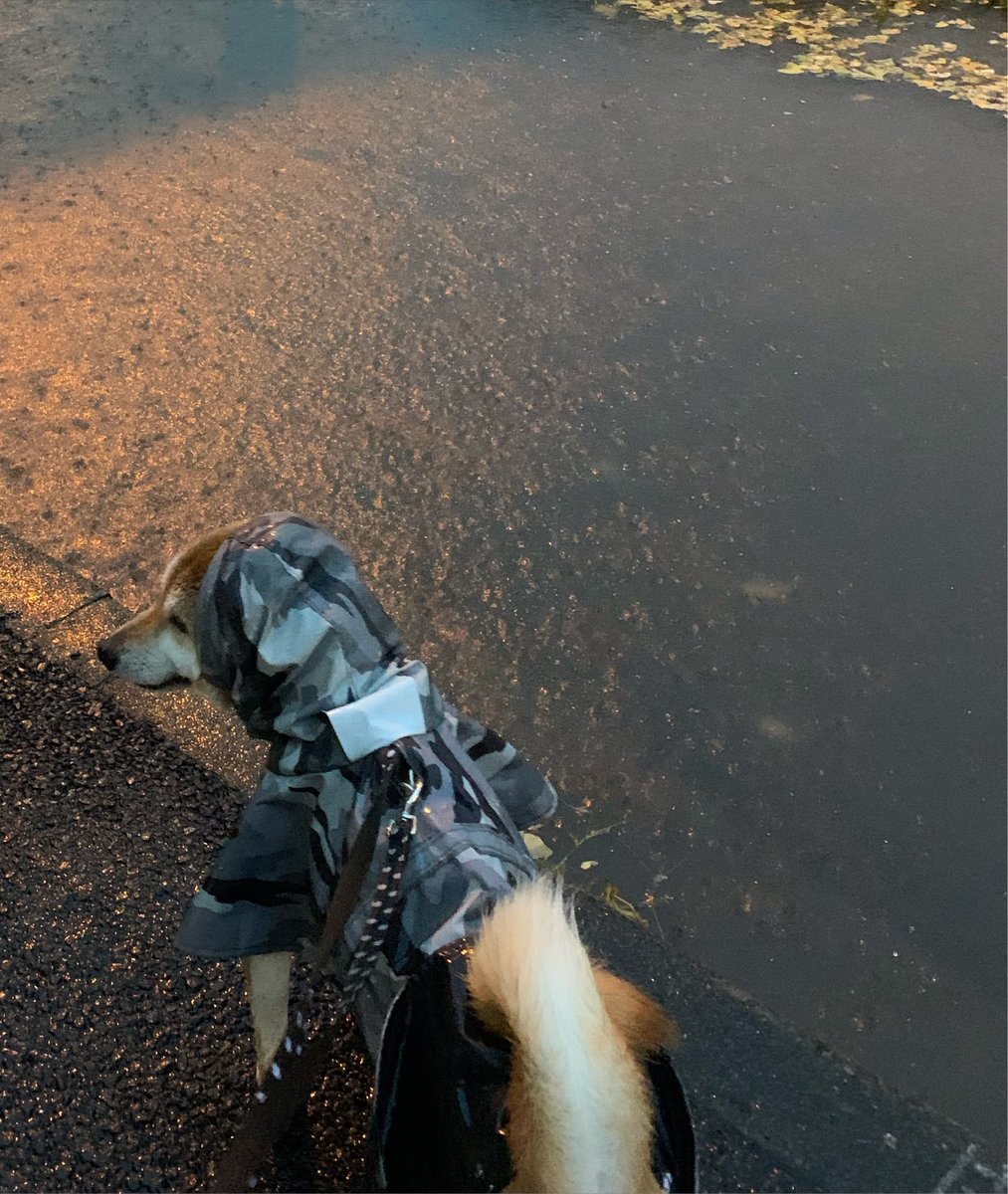 chofu0711's tweet photo. ある日の柴犬ホクト。冠水した道路を渡れと断固たる意志で抱っこ待ち。#抱っこで渡りたい柴犬　#自分で渡るつもりはない柴犬　#抱っこで全て解決と思ってる柴犬　#犬のいる暮らし　＃わんこ　#いぬ　#ペット　#いぬのきもち ＃ワンコ　#いぬら部　＃dog ＃柴犬　#犬のいる生活 https://t.co/661GDKnZaz