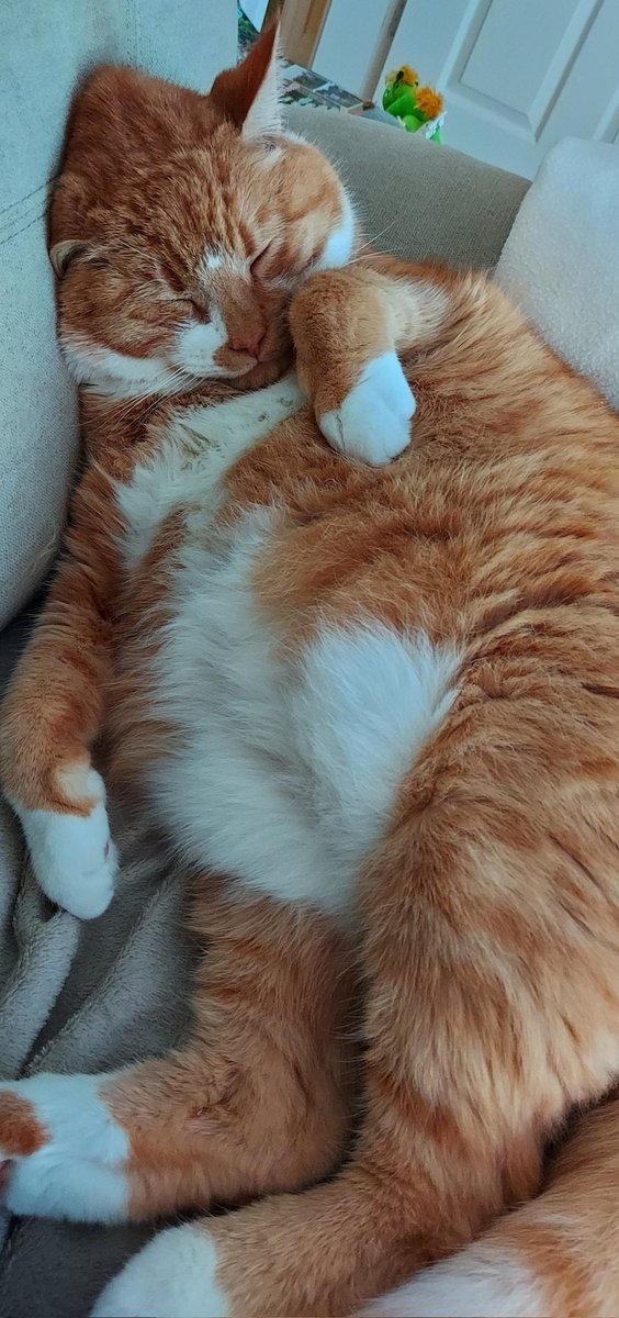 TreezyDD's tweet image. Hey pals, 😸
Hope you all had a fantastic #Christmas- I&apos;m starting the new year as I mean to go on! 😹💤💤
#CatsOfTwitter 
#CatsOnTwitter 
#CatsofChristmas 
#NewYear2022