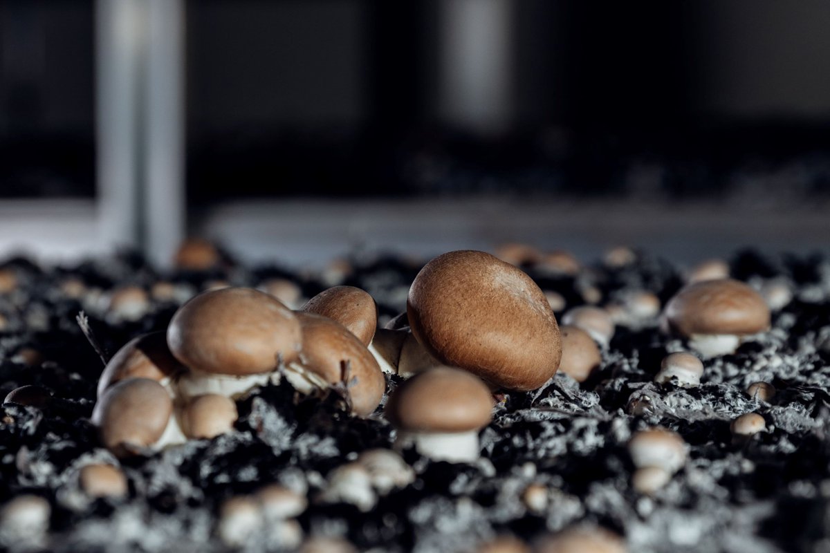 MushroomsRMagic's tweet photo. These sunny sponges contain plenty of vitamin D which plays a regulatory (and more important than ever) role in immunity.

Make sure you grab some vitamin D enhanced mushrooms today! Just remember to check the label for vitamin D, you’ll immune system will thank you for it 💪 https://t.co/mzGD3Hi8vP