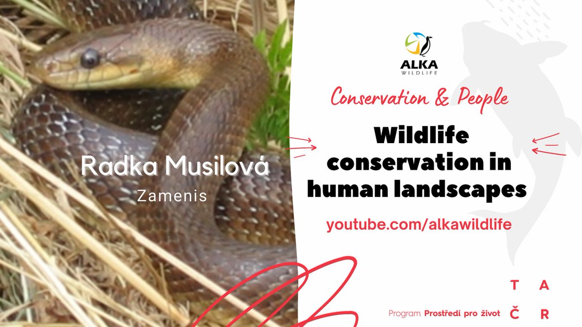 AlkaWildlife's tweet photo. Aesculapian Snake often uses anthropogenic substrates for egg hatching (compost, manure heap, sawdust, etc.) and the lack of suitable reproduction opportunities is one of principal threatening factors in Eger River Valley.

#Conservationandpeople https://t.co/cY2duPdgx8