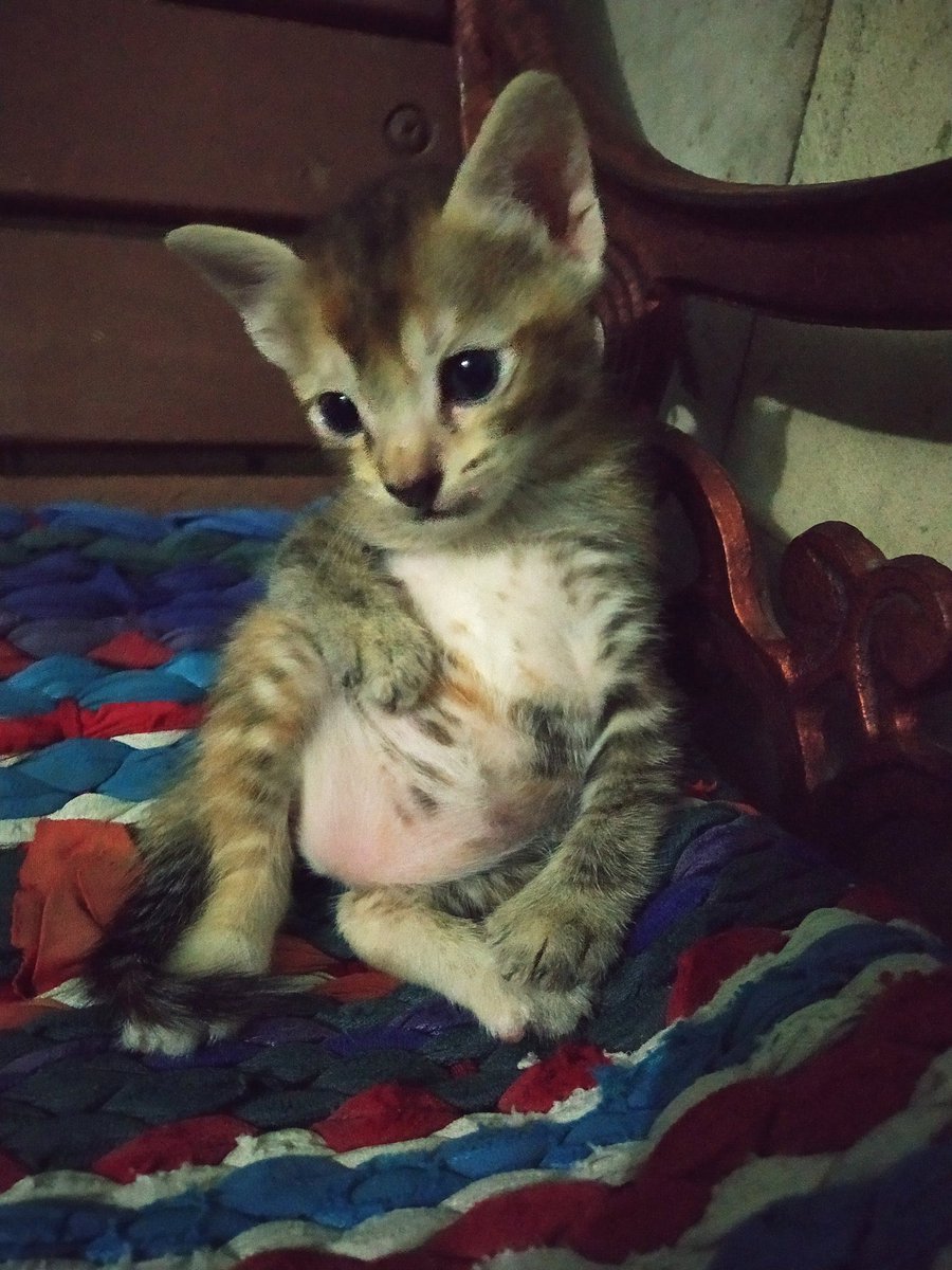 imrstitch's tweet photo. alhamdulillah dah gak senam jantung lg https://t.co/NEk0qmGiX8