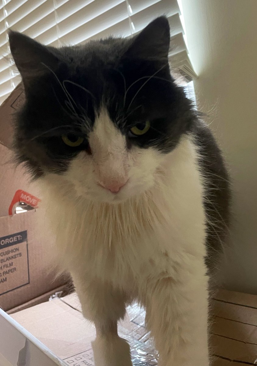ChungyTheCat's tweet photo. Good afternoon everyone! Just finished birdwatching, about to take a nap. Hope you have a wonderful day.
#CatsOnTwitter #GoodMorningTwitterWorld #MondayMood https://t.co/QjSRtppiR6