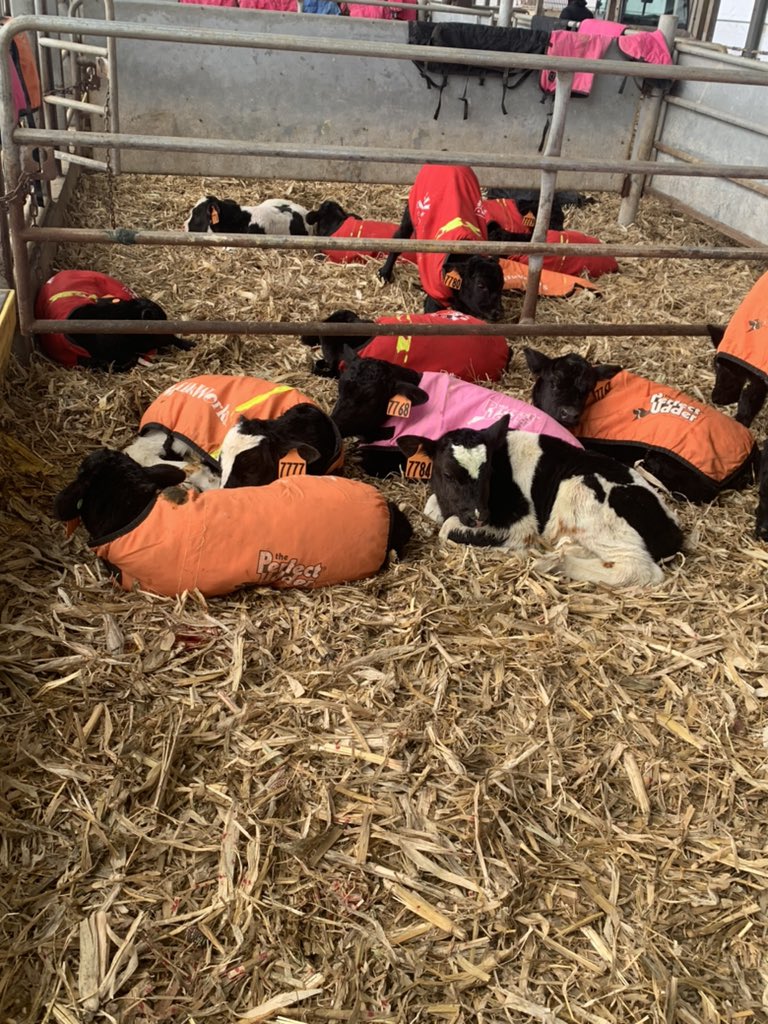 Hey Twitter here’s little calves wearing jackets.. your welcome.