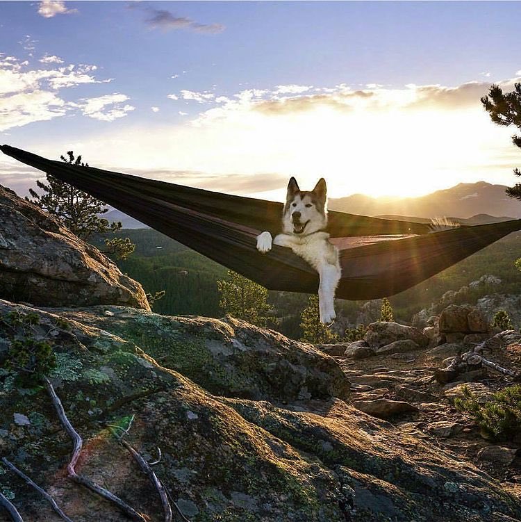 Así estamos desde el 24 de diciembre hasta el 2 de enero 🐶💤