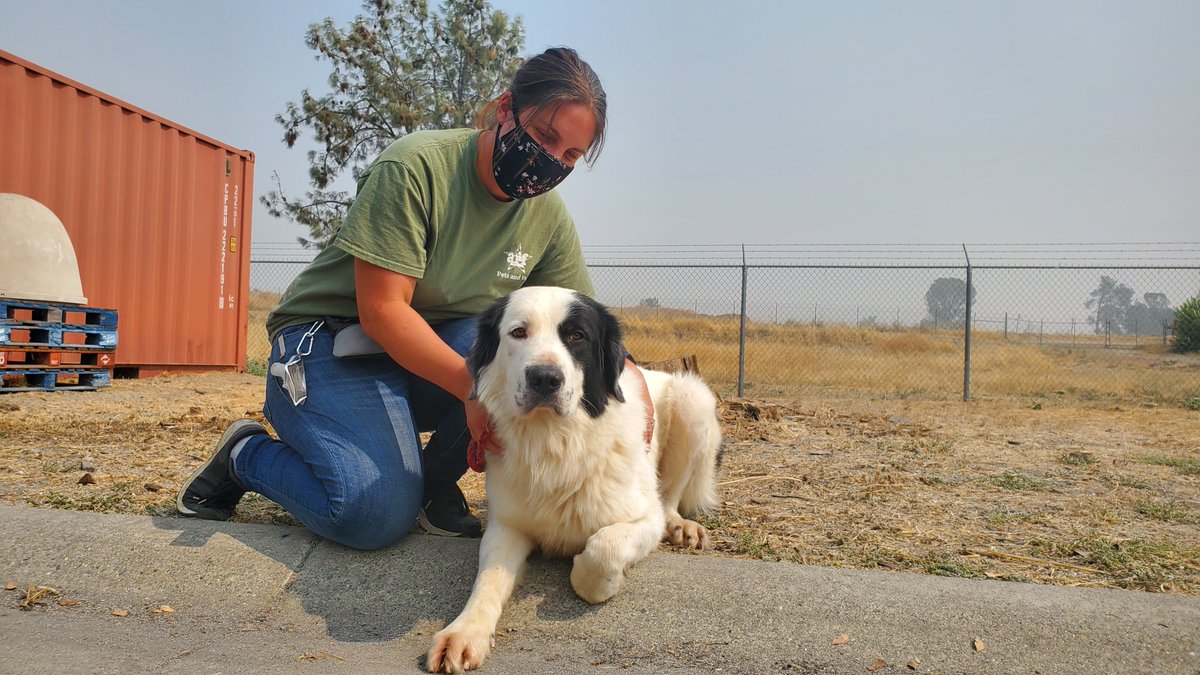 JoyboundTweets's tweet image. When Oliver entered ARF’s care, he was shy and timid, even too nervous to eat treats out of our veterinarian’s hand. 
Oliver was one of several dozen dogs and cats who ARF rescued from a partner shelter in the path of Northern California’s #NorthComplexFire.