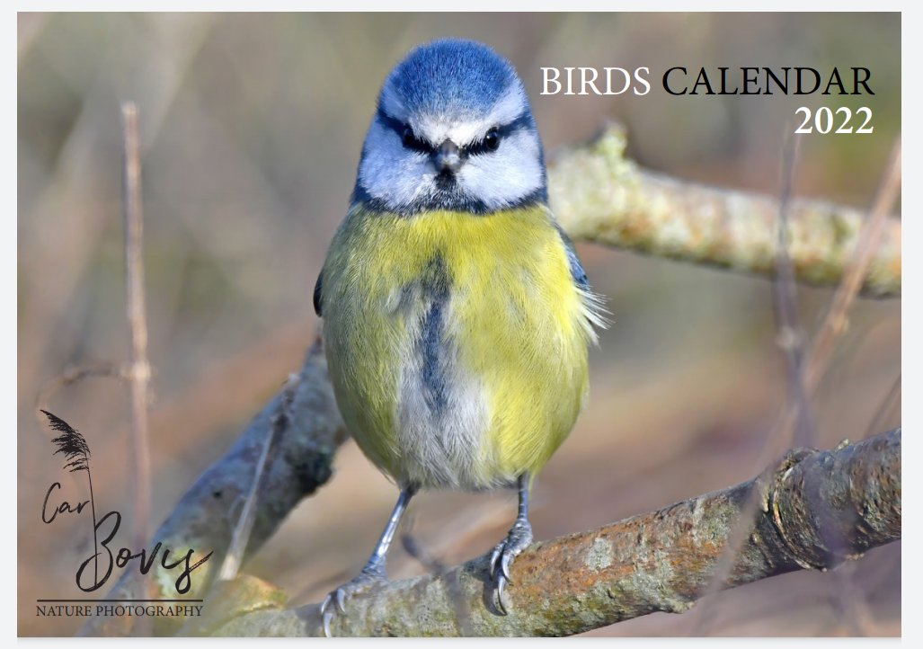 CarlBovisNature's tweet photo. NEW YEAR COMPETITION!😀

I have 2 Double A4 calendars to give away!😊

To win, draw or paint one of my bird photos &amp; post it in the replies to this tweet. The one with the most likes wins a calendar!😀
  The 2nd one goes to a person who RTs this tweet!😀
https://t.co/C1AuY1luLo🐦 https://t.co/09SzMkg9NY