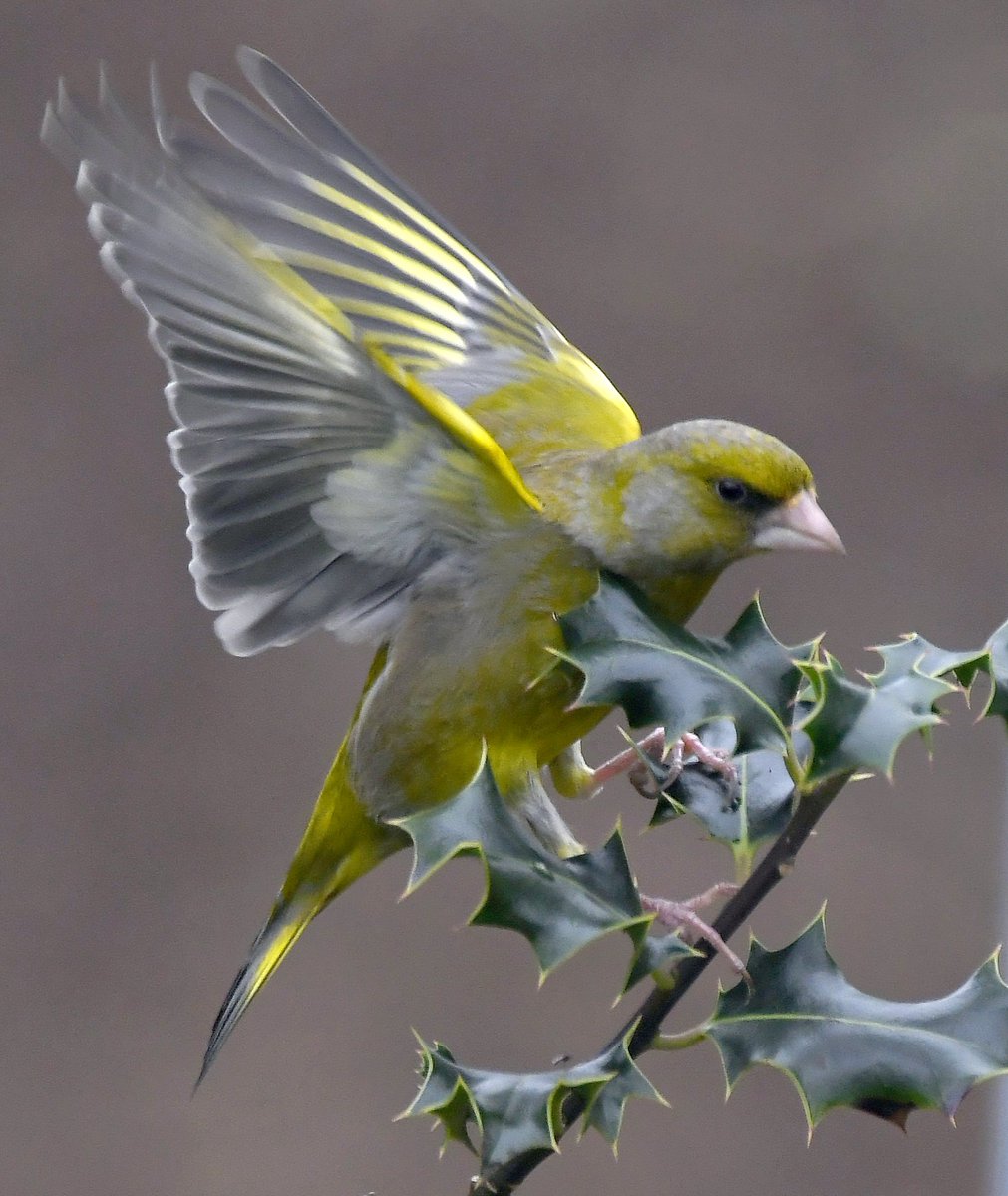CarlBovisNature's tweet photo. NEW YEAR COMPETITION!😀

I have 2 Double A4 calendars to give away!😊

To win, draw or paint one of my bird photos &amp; post it in the replies to this tweet. The one with the most likes wins a calendar!😀
  The 2nd one goes to a person who RTs this tweet!😀
https://t.co/C1AuY1luLo🐦 https://t.co/09SzMkg9NY