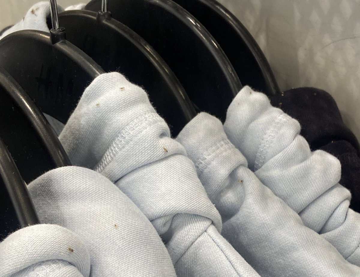 Madesonee_'s tweet image. I work at the H&amp;amp;M in the Oculus at World Trade &amp;amp; today a customer discovered lice on a rack of hoodies. They’re not closing the store nor are they notifying employees of the problem. The section was just blocked off.