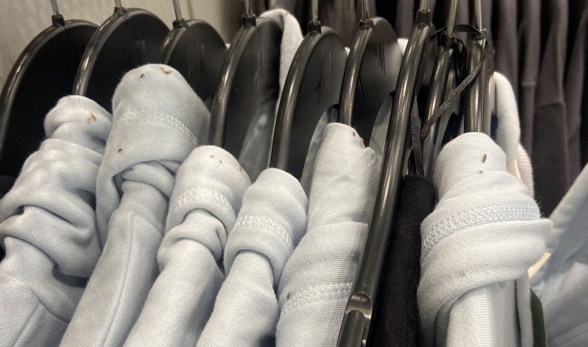 Madesonee_'s tweet image. I work at the H&amp;amp;M in the Oculus at World Trade &amp;amp; today a customer discovered lice on a rack of hoodies. They’re not closing the store nor are they notifying employees of the problem. The section was just blocked off.