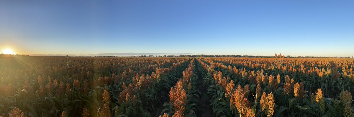 Sam Heagney tweet media