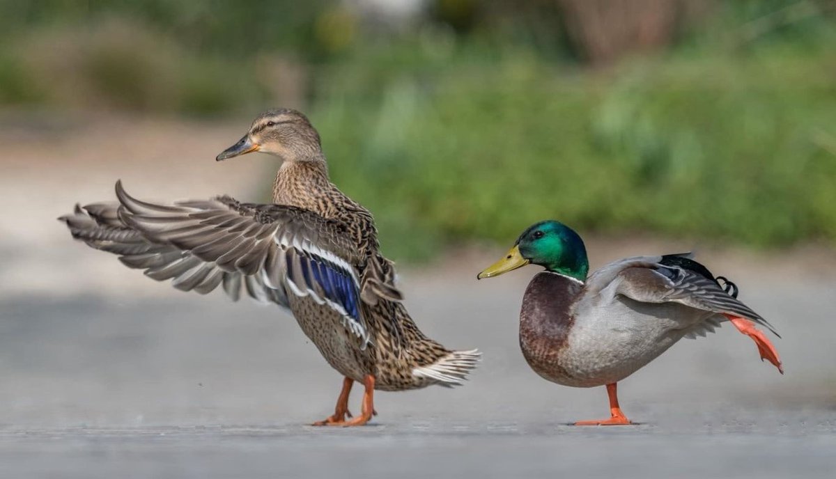 BauteElise's tweet photo. Mallard duck https://t.co/ICGM8cejDR