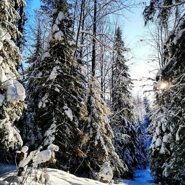In the winter forest. ❄🌲❄☀❄🌲❄