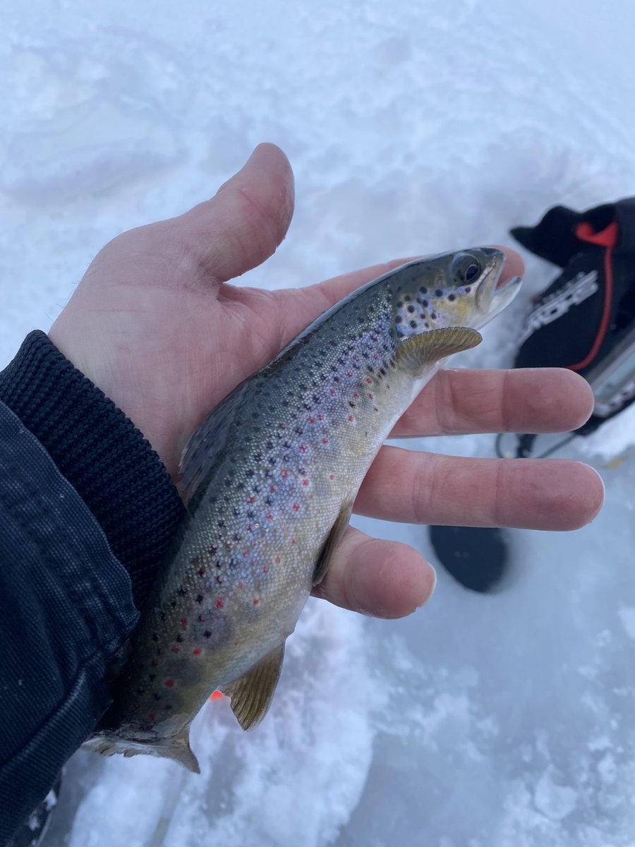 MtnWestIceFish's tweet photo. Another Great Day on the Souther Utah Ice. 

#underarmour #yeti #sportsmanswarehouse #mtndew #icefishing #ionaugers 
#uglystik #jawjacker #procurebaitscents #maniaclures #marcum #bft #clam #mtnops #customjigsandspins #ratfinkee #coldnationoutdoors #icefishingnation 
#801 https://t.co/sbJxMX3eTF