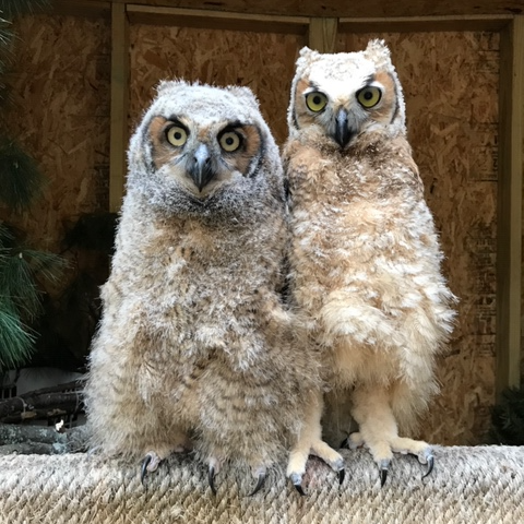 While the year isn’t quite over, we know that we have already surpassed last year’s record intake number at our Wildlife Hospital.  We have taken in over 6,100 animals. Thank you to the community for helping get our native wildlife in need to our Wildlife Hospital for care!