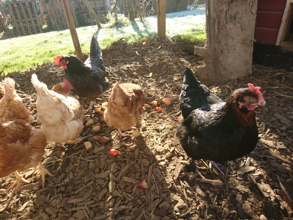 Futterrüben bitte nur gekocht - nicht roh 🙄😂