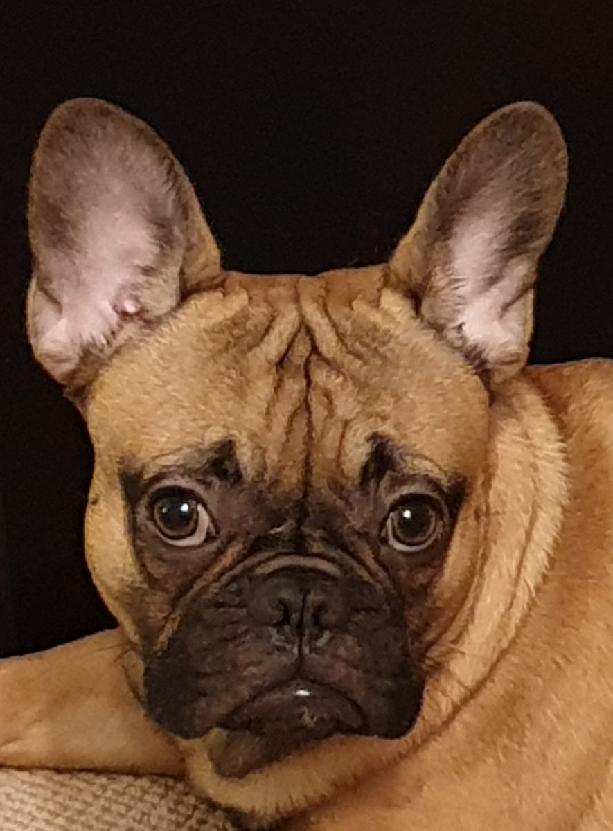 Finneas & Frieda, The Frenchie Connection tweet media