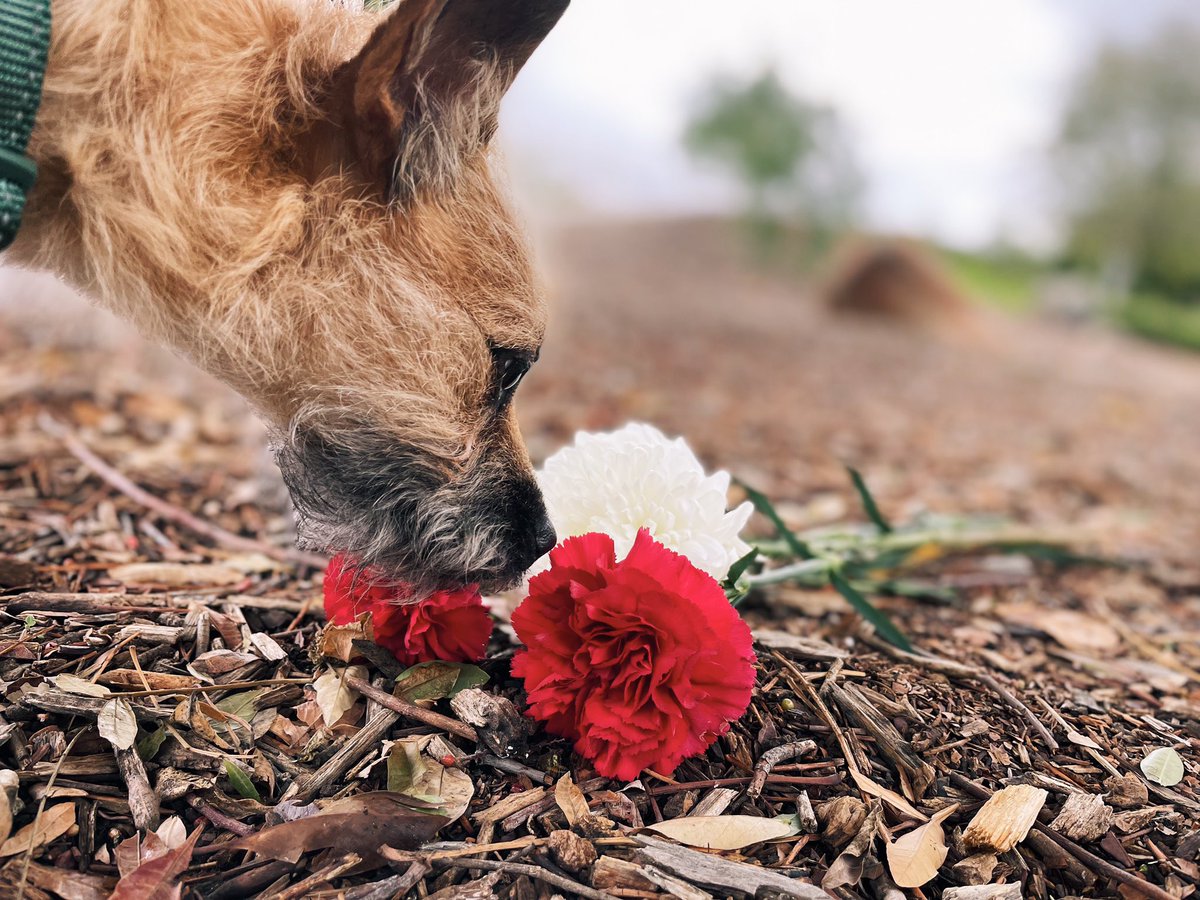 SunshineHayls's tweet photo. We took Millie to the pond where we used to walk Valentine and it happened to also be where she passed, so we put flowers down under her favorite poop tree and Jac caught this bittersweet moment and we both got teary eyed🥺 We love you Valentine and we always will 🤍 https://t.co/g8my3xQgIl