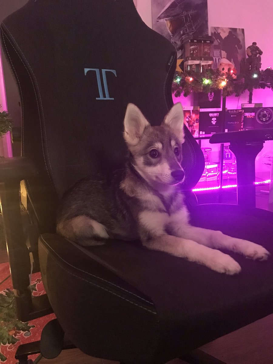 xColdNight's tweet photo. Stream is live!! 😊 I’m sorry guys, I won’t be able to stream myself today. Instead, this little cutie will be taking over 🥰 I hope you all don’t mind! 😄 https://t.co/LC7KUtZB50 https://t.co/rdWloN5eUV