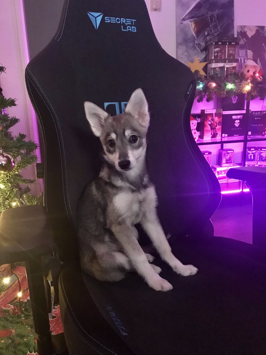 xColdNight's tweet photo. Stream is live!! 😊 I’m sorry guys, I won’t be able to stream myself today. Instead, this little cutie will be taking over 🥰 I hope you all don’t mind! 😄 https://t.co/LC7KUtZB50 https://t.co/rdWloN5eUV
