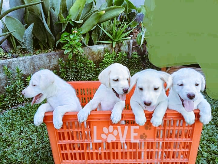 JAYSONFILTON's tweet photo. Labrador puppies available. 
Put a smile on someone face
We back with new stuff's after some time 
DM if interested 
#DogsofTwittter #DontLookUp #dogs #dogstyle #dogslife #DogsAreFamily  #dogstagram #dogsarelove #dogsofinstagram #Australia #AustralianOpen #AustraliaHasFallen https://t.co/bVwJSPbPda