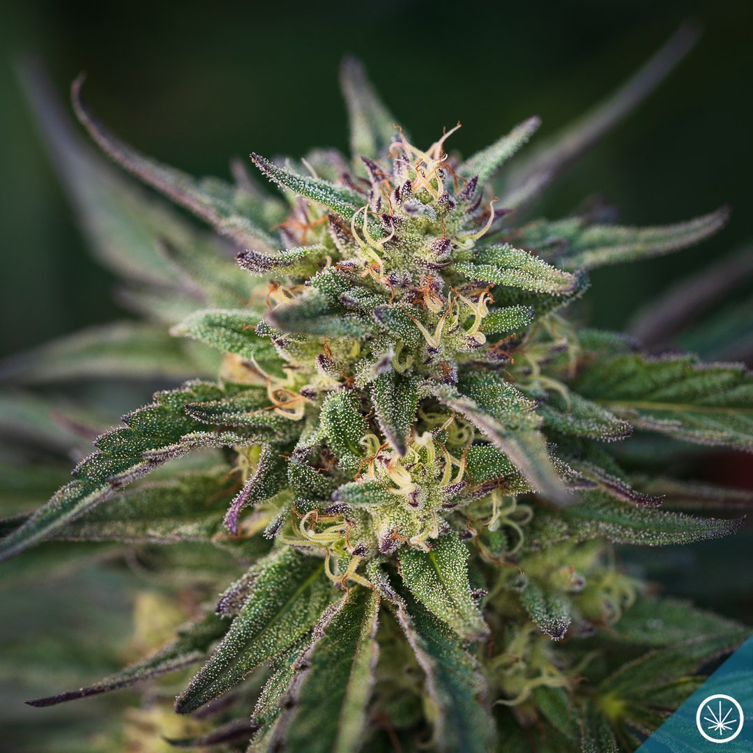 It's almost that time of year, and we can just about smell our drops hitting the dispensaries! We cannot wait for you guys to try the bud from our new harvest 😁