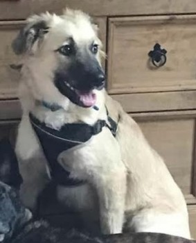 millypod1's tweet photo. 🆘27 DEC 2021 ELLA #Lost #ScanMe
Romanian Rescue looks like a Golden Retriever Female
Coronation Gardens #Battle #EastSussex #TN33
SIGHTINGS PLZ ☎️07368 884268
https://t.co/pxb1fnpdSk https://t.co/2O8nZDcgPM