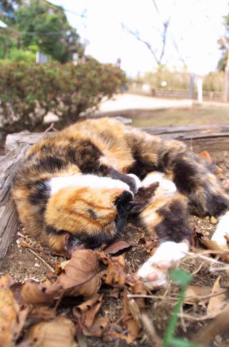 @tyomateee 偶然のカモフラージュシリーズ好き 