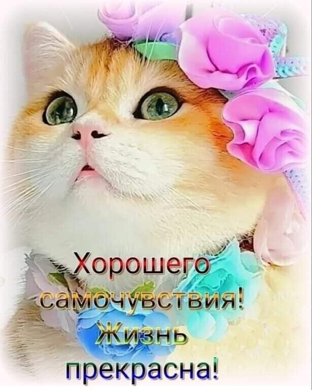 И запомните : В этом году Вам ОБЯЗАТЕЛЬНО и НЕПРЕМЕННО нужно Купить подарок ТОЛЬКО ОДНОМУ человеку — Себе 😁😁😁