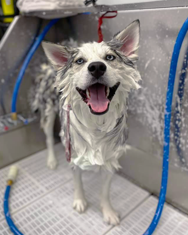 Get to Know: Scenthound! 🐶

Every dog needs routine care to stay clean, comfortable and healthy. 🧼 Scenthound is a convenient, affordable solution for your dog's basic hygiene and grooming needs!  🐾