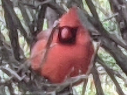 SuzZurn's tweet photo. Saying farewell to the "Topeka Cardinal" that lives in my parent's side yard bush. DCA here I come. #virginian #statebird https://t.co/zPgNP1ZUIp