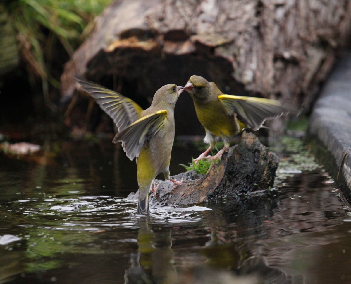 wildlife nick (@nickrobertlay) on Twitter photo First time I've seen this behaviour between 2 adult finch.. left finch is giving the right finch a drink of water. How amazing is that <a href="/Natures_Voice/">RSPB</a> <a href="/ewtahf/">Essex Wildlife Trust</a> <a href="/_BTO/">BTO</a> <a href="/BTO_GBW/">BTO Garden BirdWatch</a> <a href="/EBwSTweets/">Essex Birdwatching Society</a> <a href="/ChrisGPackham/">Chris Packham</a> <a href="/BBCWinterwatch/">BBC Winterwatch</a> First time I've seen this behaviour between 2 adult finch.. left finch is giving the right finch a drink of water. How amazing is that <a href="/Natures_Voice/">RSPB</a> <a href="/ewtahf/">Essex Wildlife Trust</a> <a href="/_BTO/">BTO</a> <a href="/BTO_GBW/">BTO Garden BirdWatch</a> <a href="/EBwSTweets/">Essex Birdwatching Society</a> <a href="/ChrisGPackham/">Chris Packham</a> <a href="/BBCWinterwatch/">BBC Winterwatch</a>