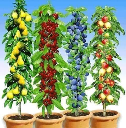 ChacarSudeer's tweet photo. @Uknown444 @SaherShahRizvi1 Beautiful https://t.co/c3tPpFCRiT