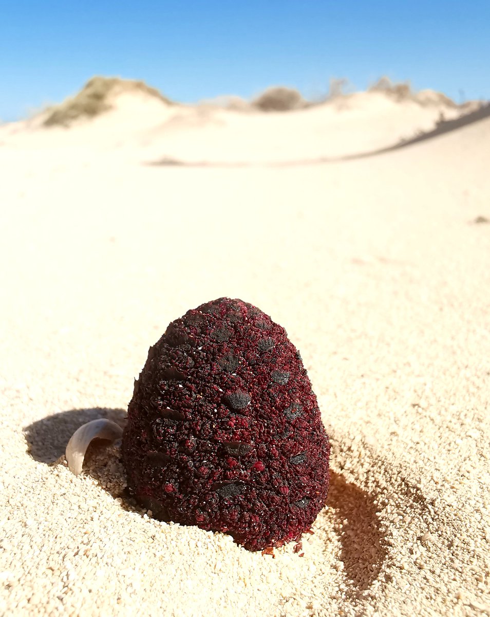 Today I took a boat to the island of La Graciosa with ecologists, and after several failed attempts, we finally found this rarity: Cynomorium coccineum. Reduced to a few specimens here on the Canary Islands in an area you need permission to access, this is a truly special find.