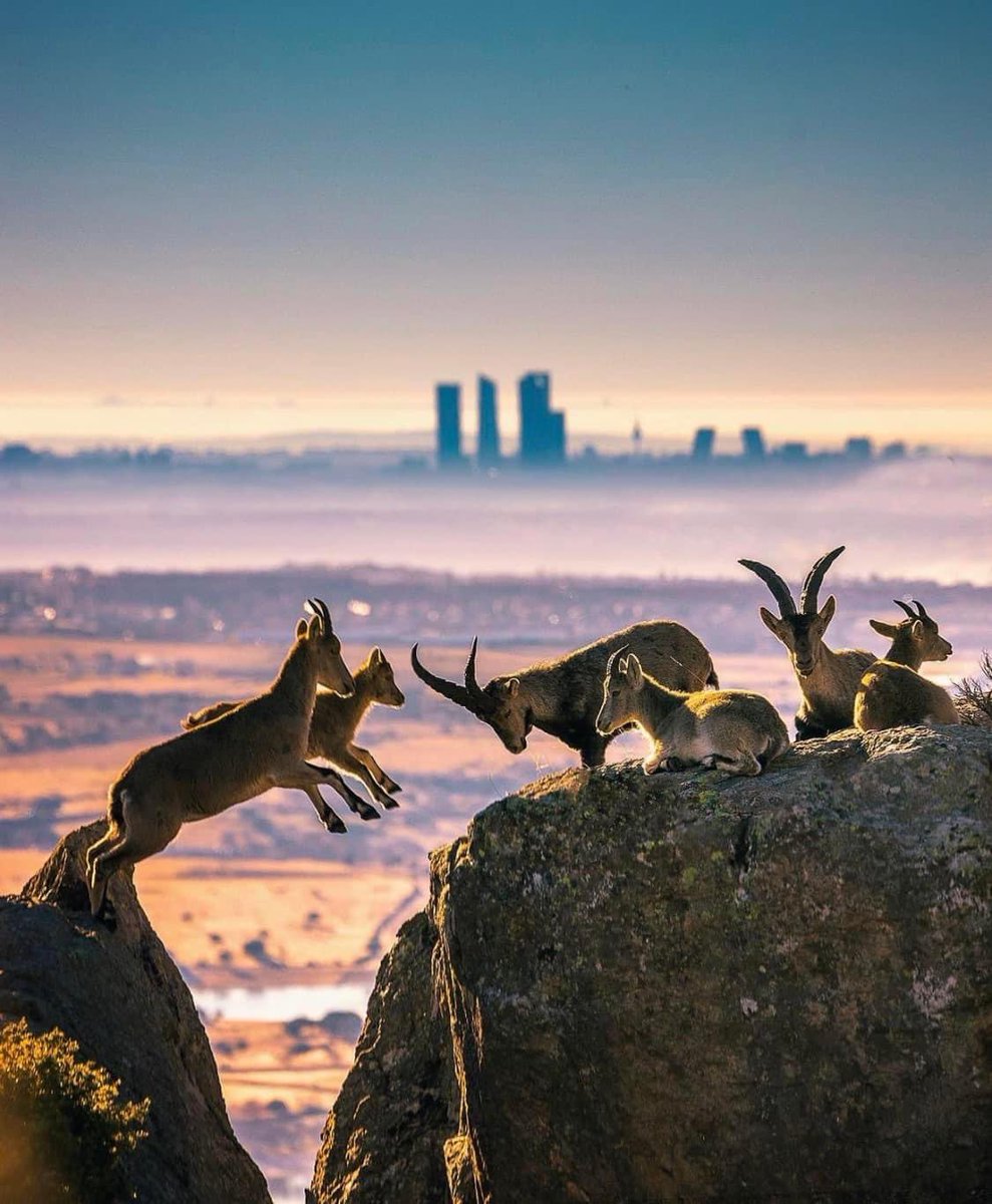 Madrid vista por <a href="/DaniSanzFoto/">Dani Sanz Fotografia</a>
instagram.com/p/CXgRx9_P8nD/…