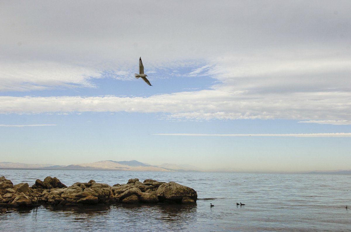 jaymcalderon's tweet photo. The Desert Sun hired me, a young photojournalist, in 1998 and I fell in love with Southern California landscapes.  The Salton Sea was a big surprise to those fresh eyes.  I've been documenting the sea ever since and this is an essay of those photos.  https://t.co/TKOEroFsAp https://t.co/8YJ0trd46R