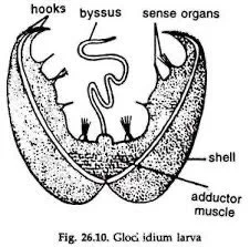 LOOK 