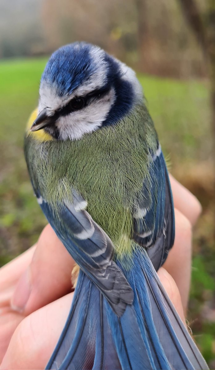 Caught this Blue Tit whilst out ringing and saw it had one of my old rings on it. Turns out I ringed it back in 2015, the year it hatched, meaning it's reached the ripe old age of six and a half years old. That's over double their average lifespan!
