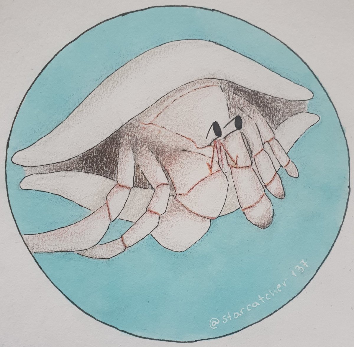 cottage_owls's tweet photo. Starting off with the first artworks I ever posted on this birdsite. These were for #InsertAnInvert wayy back in April. Also relevant for @InverteFest happening this week.
I give you, hermit crabs! https://t.co/TUIHRm7XVz