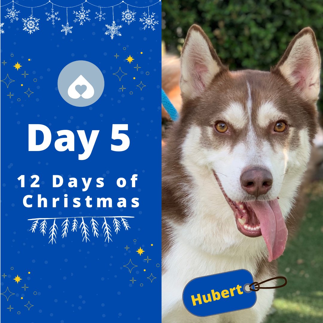 Poor Hubert was hit by a car, but with a lot TLC and extensive rehab, he's fully recovered AND fully adorable! Please help us find Hubert the perfect human lap to snuggle in forever. Donate to Hubert today: paypal.com/fundraiser/cha…

#amandafoundation #loveneverstrays #medicalneeds